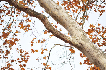 autumn tree with leaves - 36653366