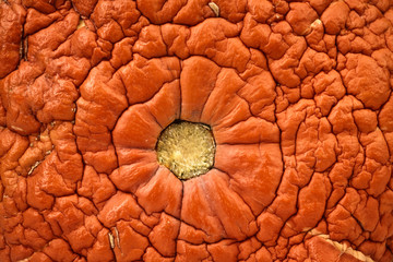 Background from an old pumpkin