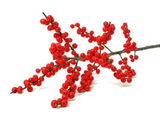 Branch holly with red berries isolated