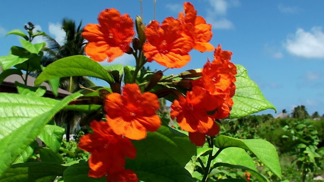 Jatropha red flower