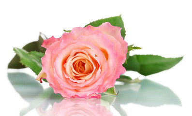 Beautiful pink rose isolated on white