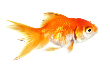 Goldfish closeup in water isolated on white