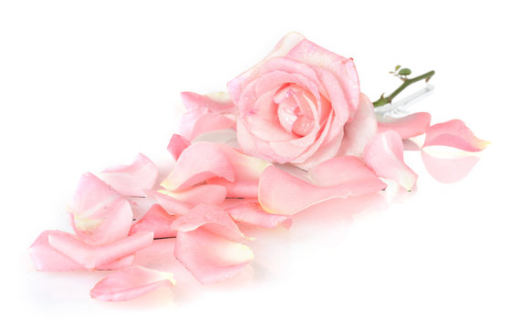 Beautiful pink rose and petals isolated on white