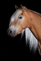 Haflinger