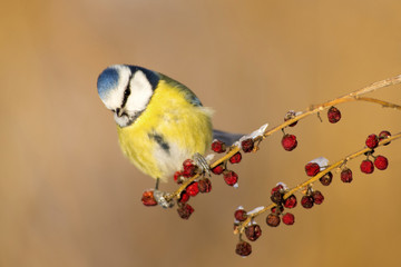 Blue tit (Cyanistes caeruleus)