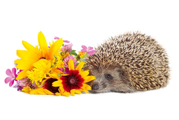 Hedgehog with flowers