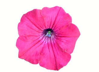 pink petunia flower on white background - obrazy, fototapety, plakaty