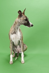 Whippet 13540
