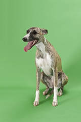 Whippet 13541