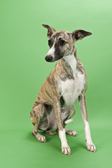 Whippet 13528
