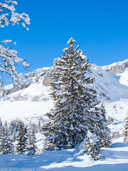 Winter in the alps