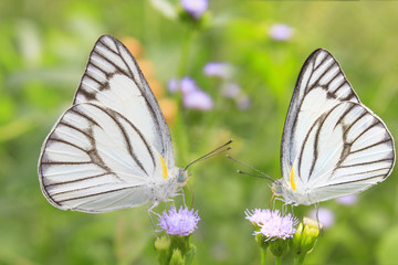 White butterflies.