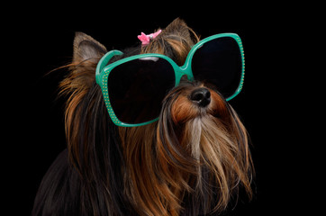 Dog with green sun glasses, isolated