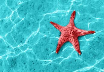 Fototapeta premium starfish
