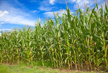 Corn field