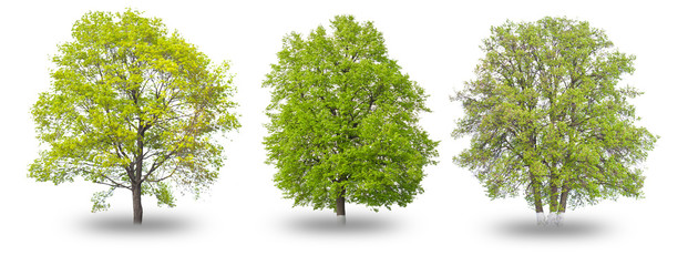 Fototapeta premium Three green tree