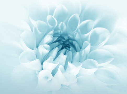 Fototapeta Soft blue flower