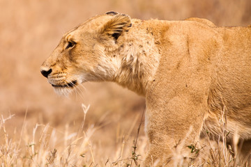 Female lion walking  through the grass
