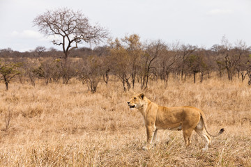 Fototapeta na wymiar Female lion walking through the grass