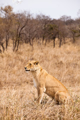 Female lion sitting in the grass
