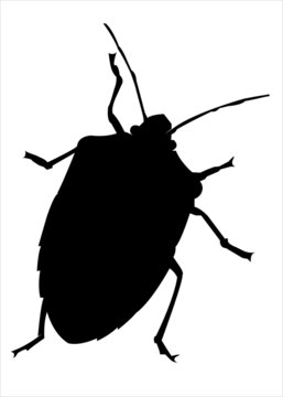 Cimice - Bug