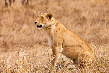 Fototapeta na wymiar Female lion sitting in the grass