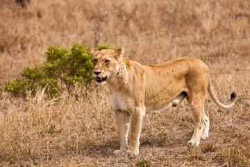 Naklejka na ściany i meble Female lion walking through the grass
