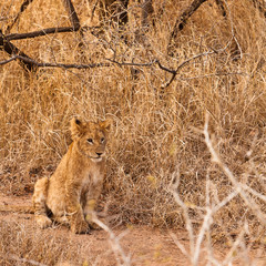 Baby lion sitting in the grass