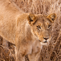 Naklejka premium Female lion walking through the grass