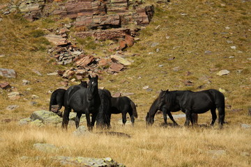 black wild horses drinking water