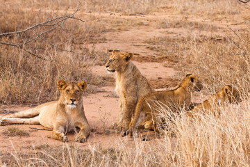 Lion family resting in the grass