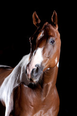 Fototapeta na wymiar Portret konia