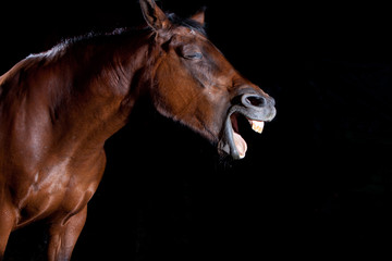 Fototapeta na wymiar Portret konia