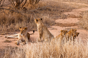 Lion family resting in the grass