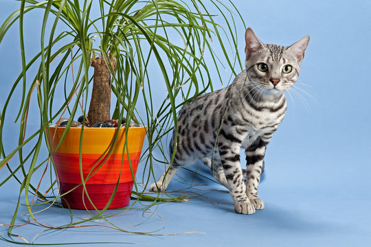Bengal Katze 13282