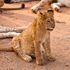 Fototapeta na wymiar Baby lion sitting in the grass
