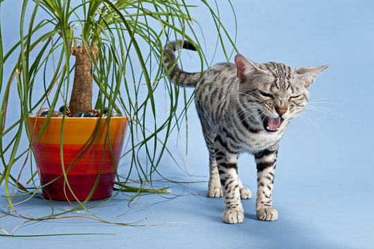 Zornige Bengal Katze 13284