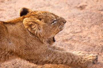 Baby lion stretching