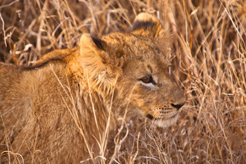 Baby lion walking in the grass