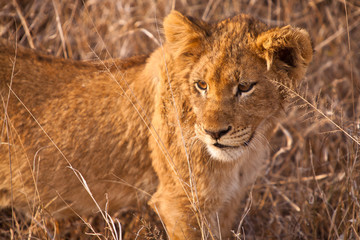 Baby lion walking in the grass