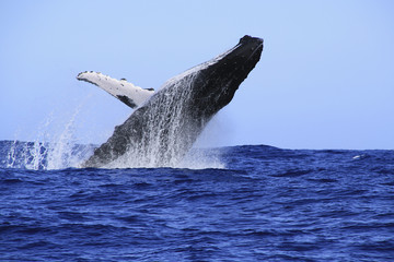 Naklejka premium baleine à bosses