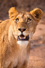 Female lion walking  through the grass
