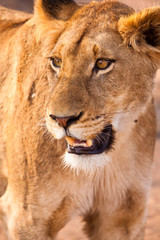 Female lion walking  through the grass