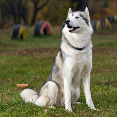 Siberian Husky