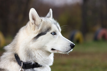 Siberian Husky