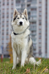 Siberian Husky