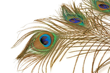 three beautiful peacock feather