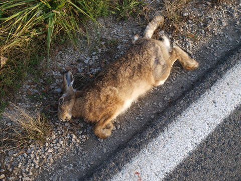 &Uuml;berfahrener Hase