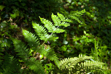 Fern