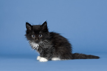 Katzen-Norwegische-Waldkatze-10979